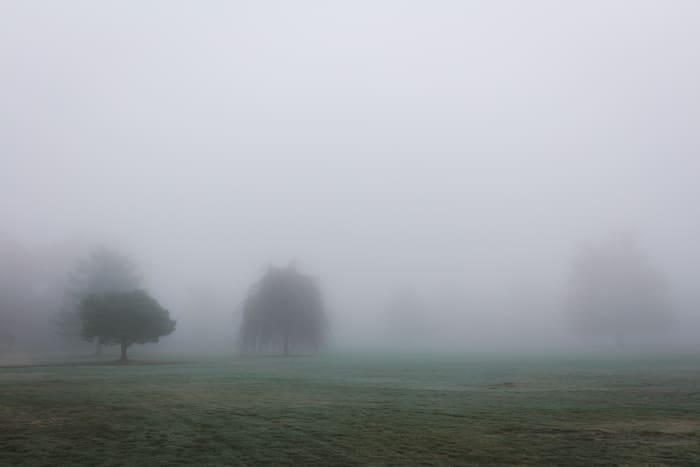 Is your field cloaked in mist or bathed in sun?