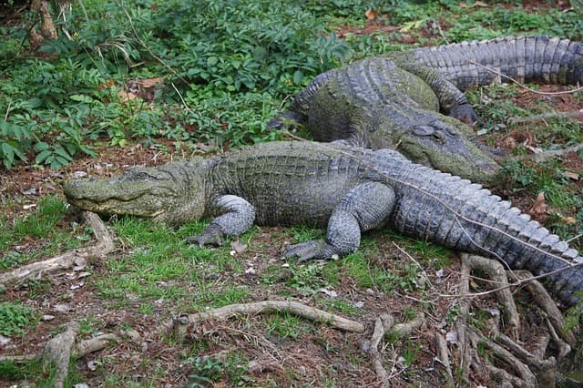 American alligators are found in the southeastern areas of the U.S. Although timid by nature, they can pack a powerful bite if surprised, confused, or threatened.