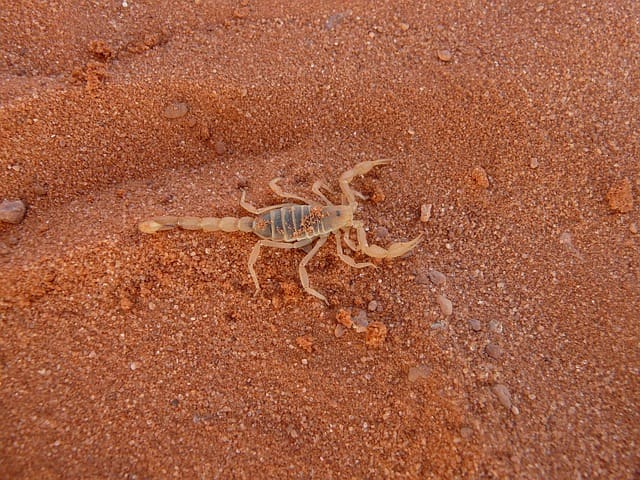 There are around 90 different species in the country, the most dangerous of which is the bark scorpion, which is most commonly found in the Arizona area.