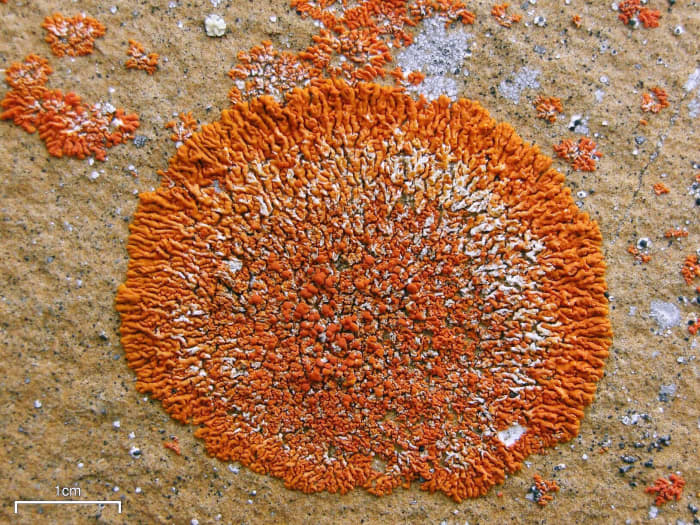 Xanthoria elegans is also known as the elegant sunburst lichen. It's classified as a foliose type, although its centre often appears to be crustose.