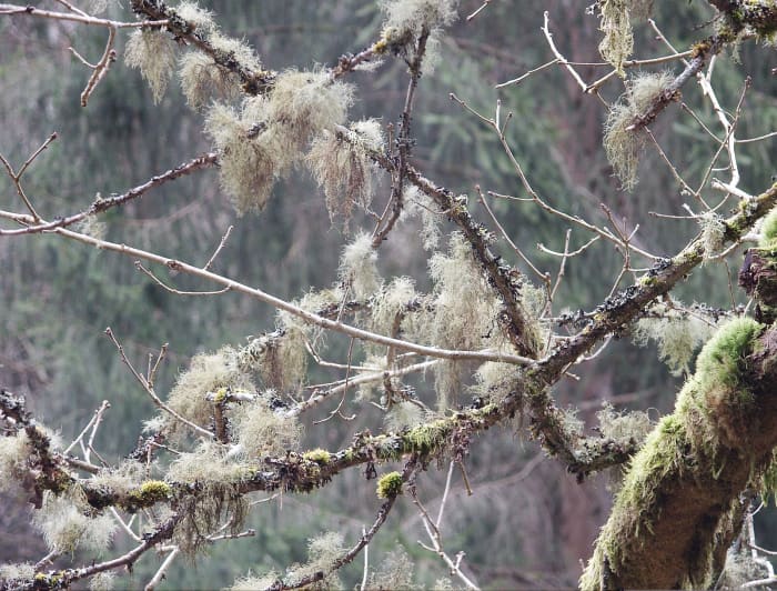 Usnea often hangs from branches and is sometimes known as old man's beard. This is Usnea filipendula.