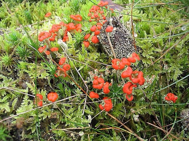 The red reproductive structures of the British soldiers lichen, or Cladonia cristatella; the lichen is growing in the company of mosses