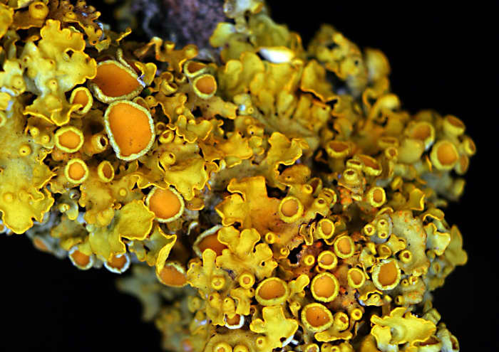 Xanthoria parietina is a foliose lichen that has a high resistance to pollution, especially in the form of nitrogen; the orange cup-like structures are apothecia and produce spores