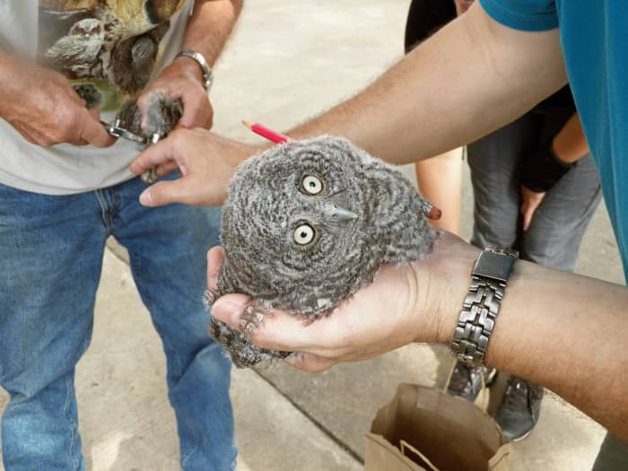 Owl banding. How do scientists use information gathered from banding birds?