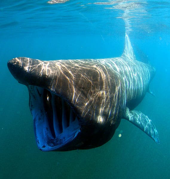The basking shark is a massive creature, and subject to attack by lampreys