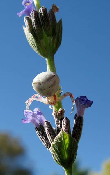 Crab spiders are often camouflaged to blend in with the plants they live on. This helps them to hunt and catch unsuspecting insect prey.