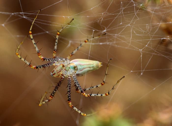 The Lynx Spider chases its prey as most non-web weavers do. This spider is not actually weaving a web, but making a larder in which to keep its food store.
