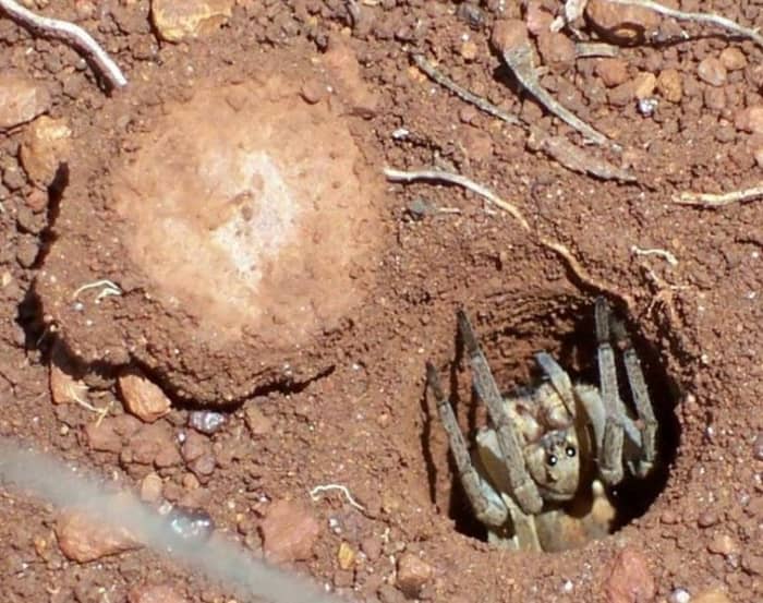 The trapdoor spider in its burrow. The trapdoor itself, made of mud and grass, is open and you can see it on the left of the picture.