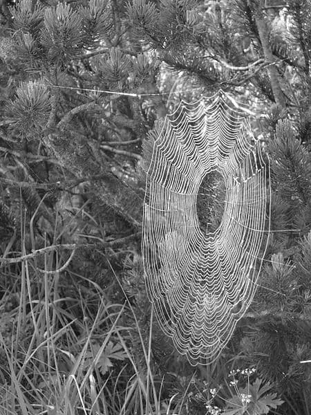 Spider's webs are made of gossamer silk. The threads are so fine that the web is almost invisible. Webs can be seen in the early morning, when they are covered in water droplets from the morning dew.