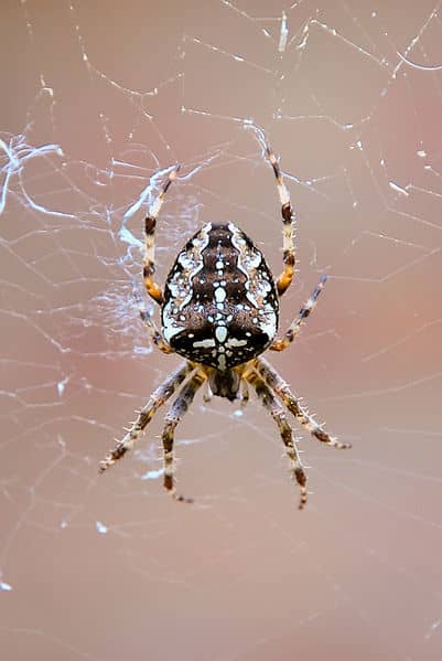 The Garden Spider is one of the few species that actually spin what we think of as a typical spider's web!