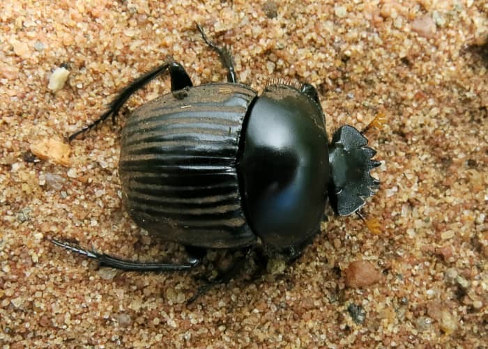 A Soutpansberg dung beetle (Scarabeus schulzeae) from South Africa