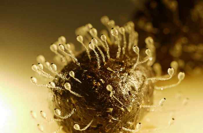 Pilobolus cristillinus growing on dung