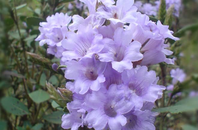 The shrubs that produce these bright purple bells grow at an altitude of between 6,000 and 7,000 feet. FLICKR/HARISANKAR