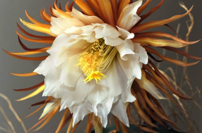 Because of its extremely short flowering period, the Kadupul flower is considered among the most valuable on Earth. CORBIS IMAGES