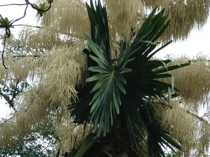 Flowering Talipot Palm at Foster Botanical Gardens, Honolulu, Hawaii. Author Cumulus Clouds. Source Wikimedia Commons