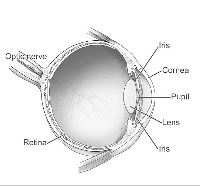 Diagram of the Eye