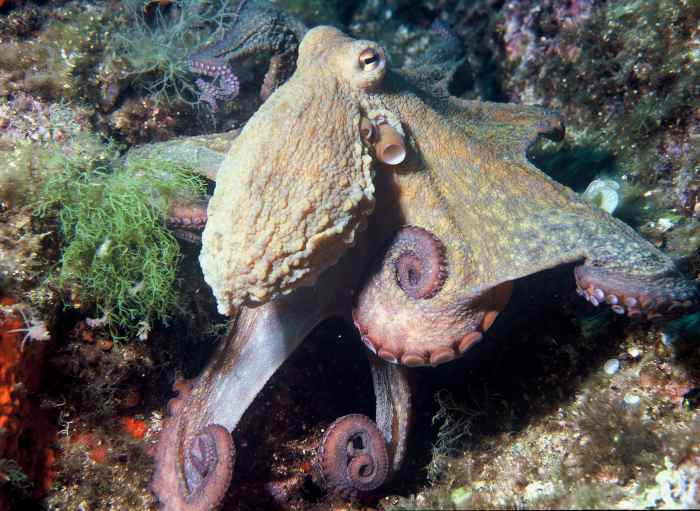 Octopus Facts, the Adorable Dumbo, and TwoSpot Species Owlcation