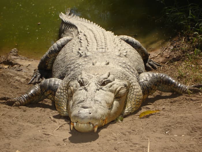The saltwater crocodile is an aggressive predator that eats a wide variety of prey including fish, birds, crustaceans, mammals, and other reptiles.