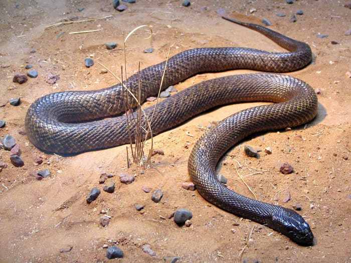 Also known as the western taipan, the small-scaled snake, or the fierce snake, the inland taipan is widely considered to be the most venomous snake in the world.