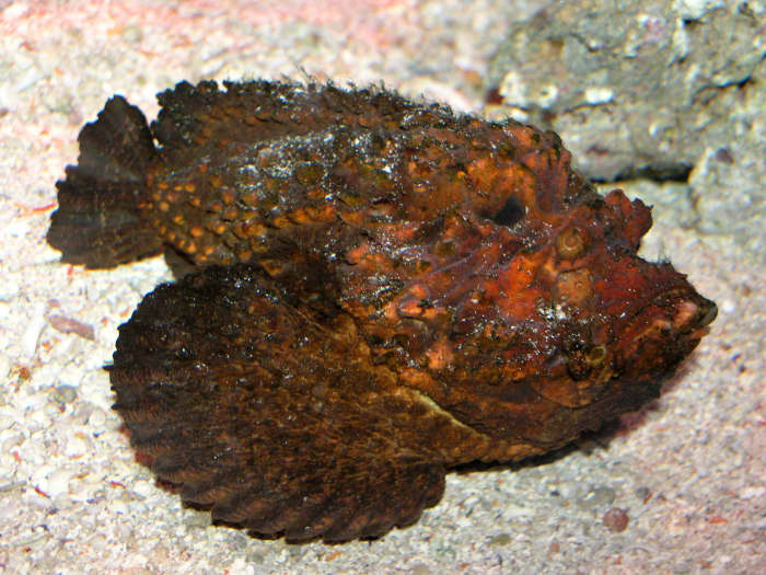The indigenous peoples of Northern Australia and the Great Barrier Reef have their own distinctive methods of preparing stonefish for eating to prevent poisoning.