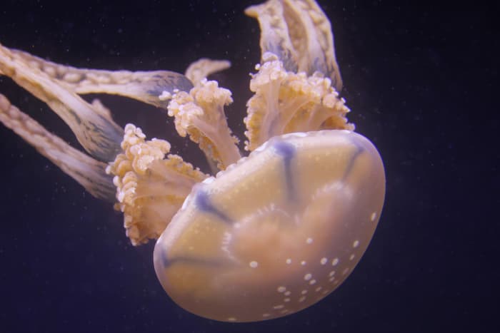 Despite being highly venomous and capable of delivering a potentially lethal sting, box jellyfish are responsible for very few human deaths.