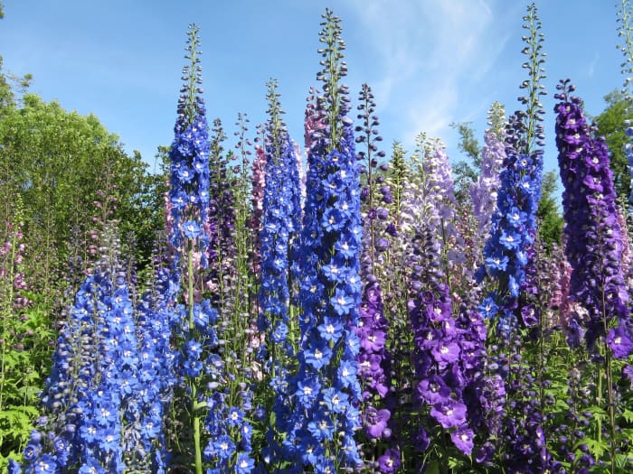 The children read about delphiniums in a gardening book and decide to plant them in the secret garden.