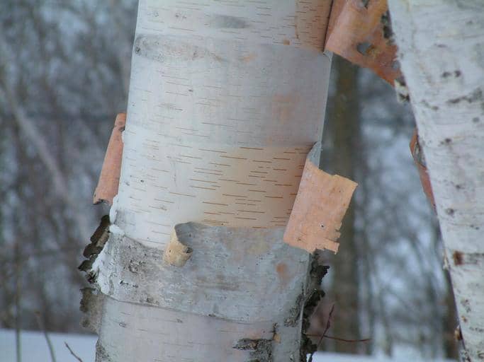 The bark of the paper birch (Betula papyrifera) often hangs loosely on the trunk of the tree.