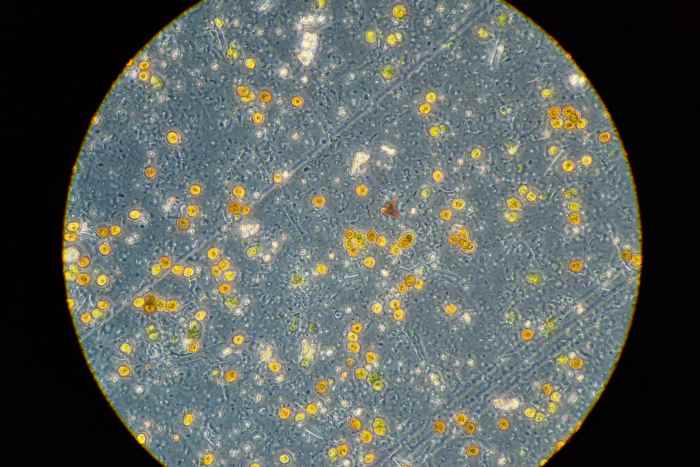 Stylophora pistillata is a common type of zooxanthellae. It lives in the outer layer of some coral polyps.
