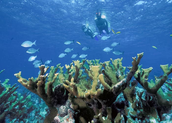 Elkhart coral in Biscayne National Park in Florida
