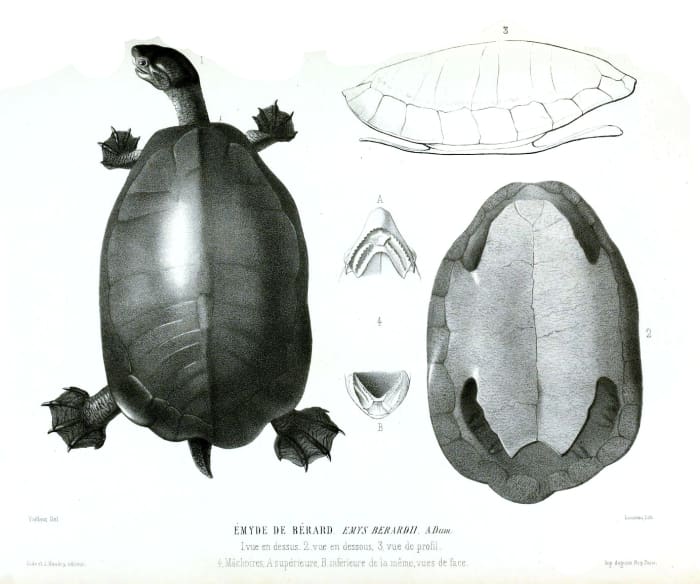 The earliest described chelydrid Emarginachelys cretacea (1852 Drawing)
