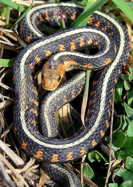 Some representatives of the red-spotted garter snake (Thamnophis sirtalis coccinus) have a beautiful orange head.