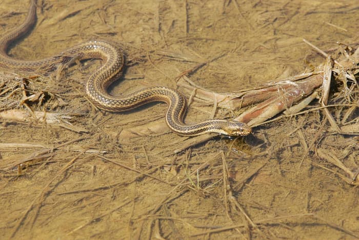 Like this eastern garter snake, the other subspecies of the common garter snake can swim.