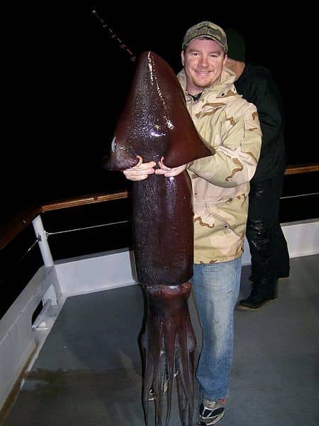 The Humboldt Squid, also called the' jumbo flying squid', is a creature to avoid when it takes to the air.