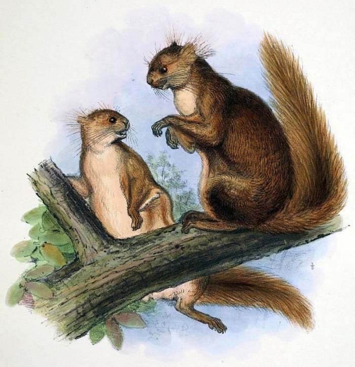 Early illustration of a pair of hairy footed flying squirrels. The artist seems to think they are having a chat.