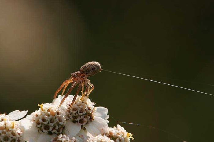 7 Fantastic Animals That Fly Without Wings - Owlcation