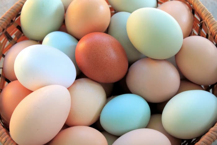 Having a white egg layer or two in your flock will make the other colors in your basket seem that much more vibrant.