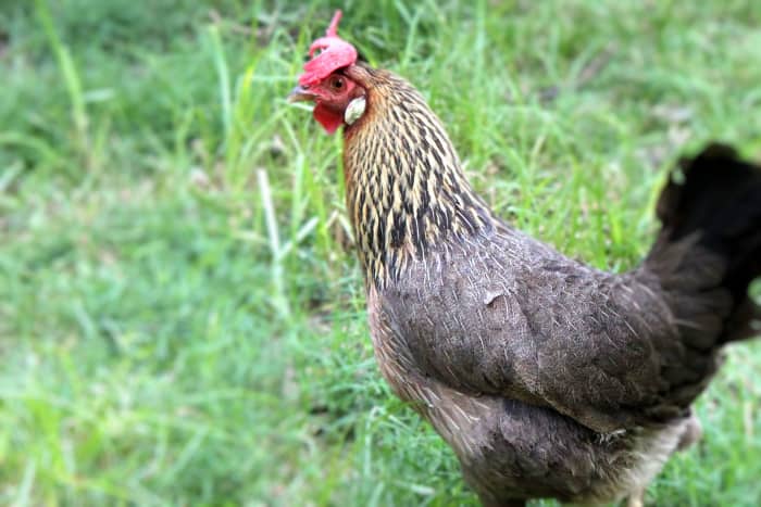 Brown leghorns retain most of the wild instincts of their breed, and will often go completely feral if allowed to do so.
