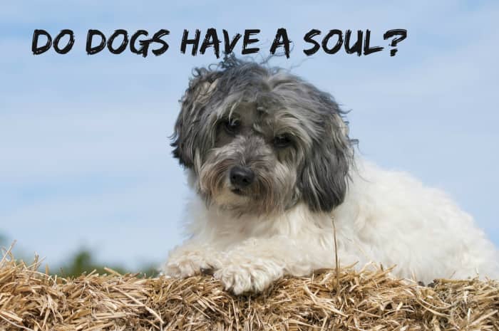 Most religions teach that only humans have souls, but some people nevertheless believe that animals also have souls.