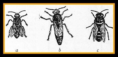(a) worker (b) Queen (c) drone