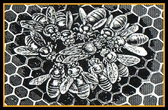 The queen bee reigns is surrounded by her “court”. The bees form a circle around her to protect her.