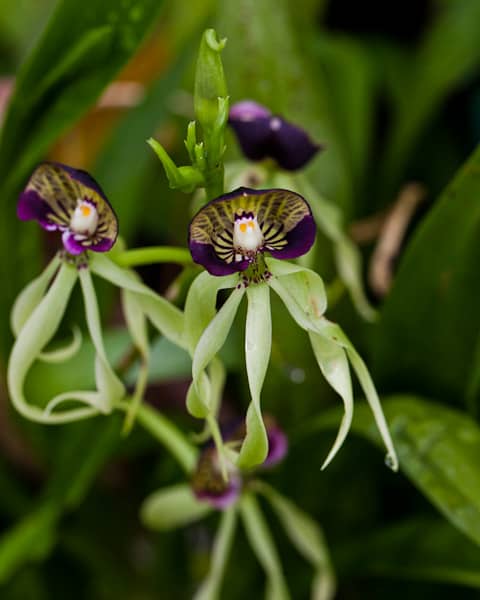 The green squid orchid, also referred to as Encyclia Cochlea, is native to Central America and the Caribbean.
