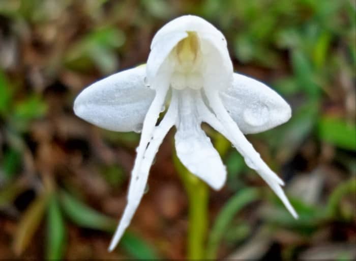 This beautiful angel orchid can be found growing in cool, moist areas of the eastern Himalayas and Vietnam. Common names include snow queen, coel cristata, coelogyne cristata and crested coelogyne.