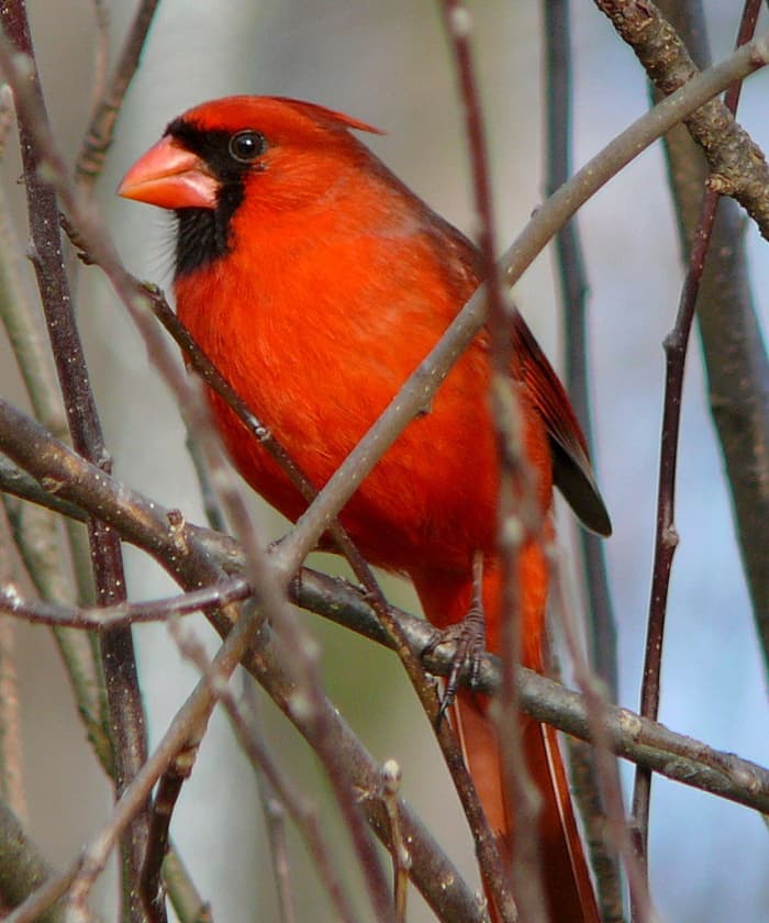 Cardinalis cardinalis