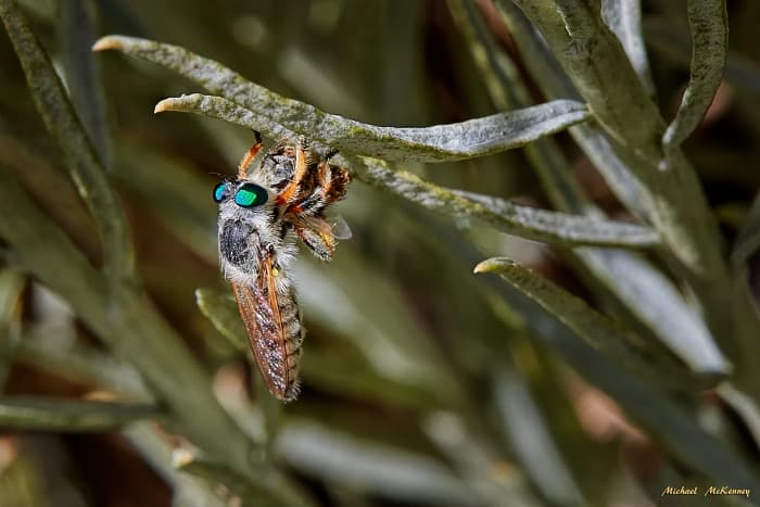 A robber fly in living color, preparing its lunch (an unidentified bug).