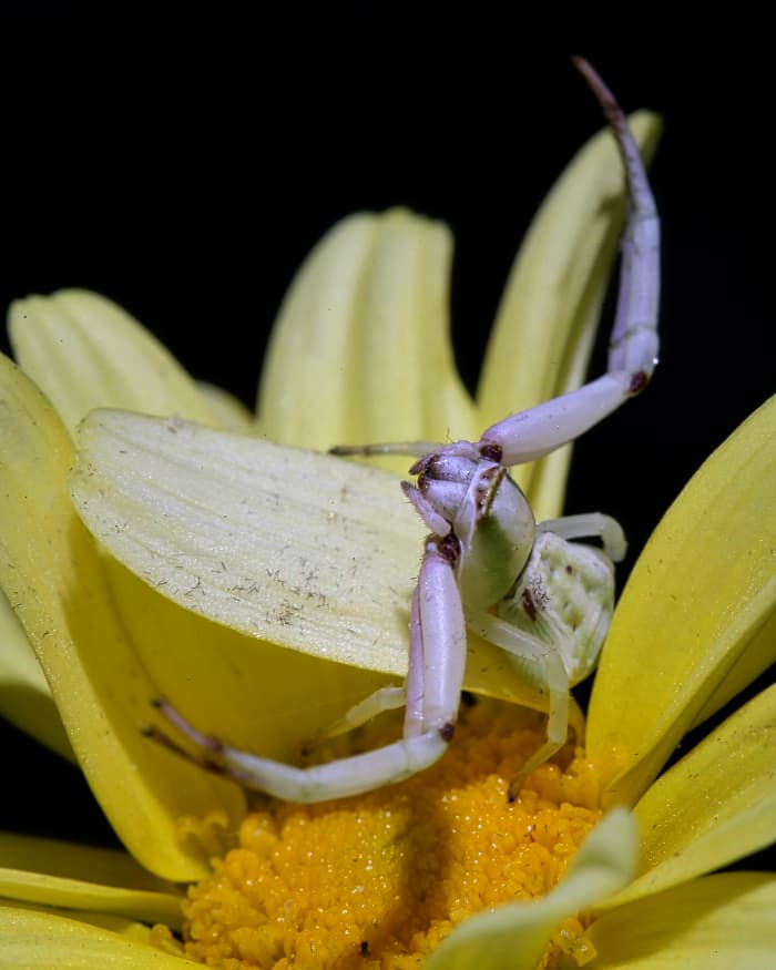 A crab spider - they are capable of completely changing colors when needed and grasp their prey in their two long, strong front legs, administering a poisonous bite. Their bite is not harmful to humans and luckily, they prefer to remain outdoors.
