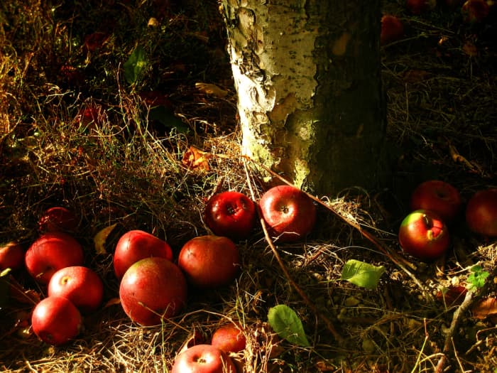 'You should have died at the apples' dropping' Autumn—the season when apples ripen and fall from the trees