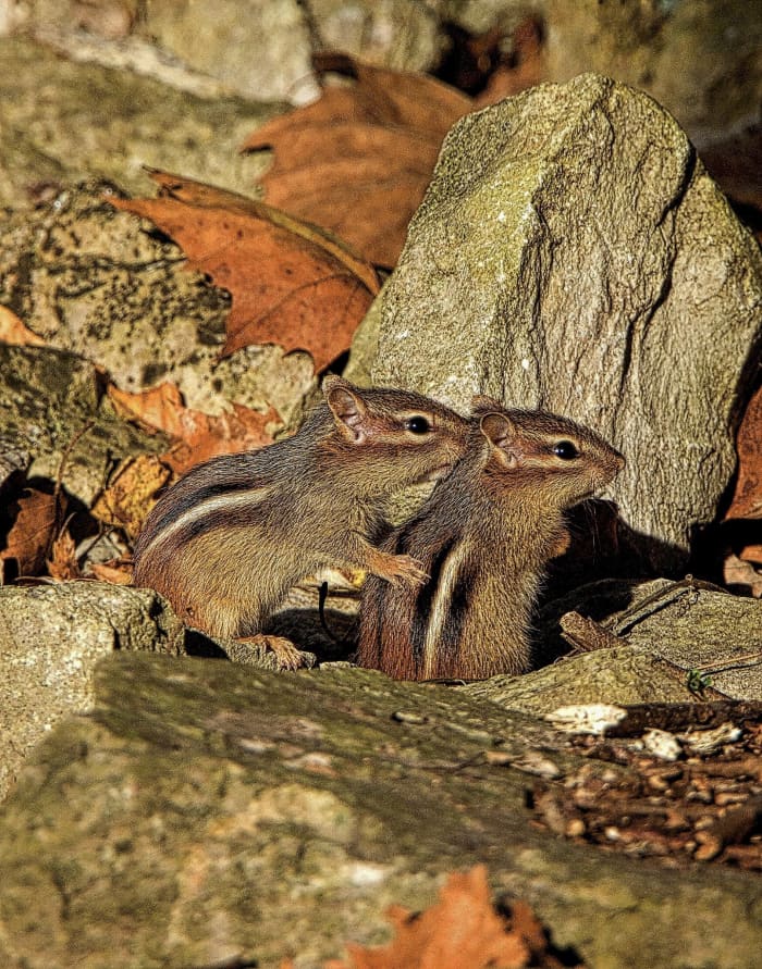 Chipmunks are solitary creatures except in the spring and summer when mating occurs. They do, however, watch out for each other and notify others of impending dangers by making different sounds.