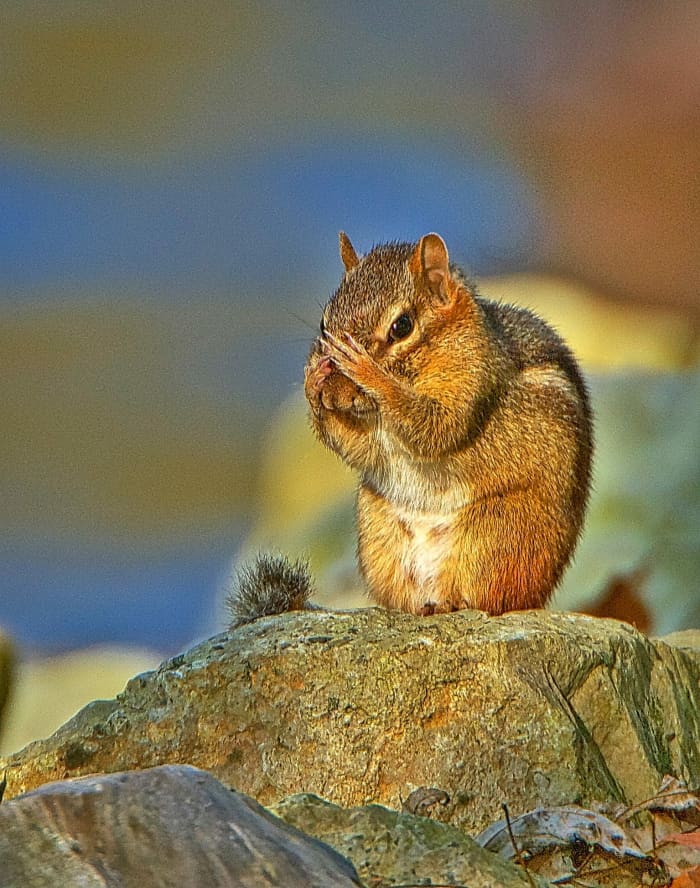 It's probably going to take more effort than this to hide from the many predators a tiny chipmunk has - hawks, weasels, foxes, coyotes, raccoons, owls, bobcats, lynxes, dogs, cats and snakes, for example.