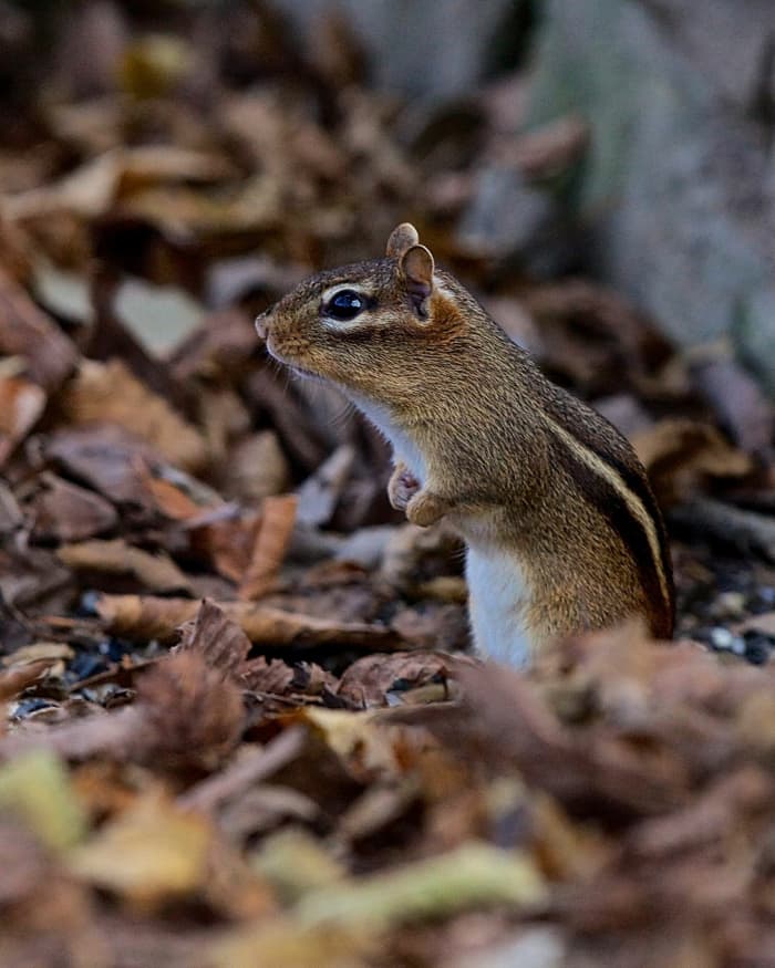 The ideal home for a chipmunk is a deciduous forest where they can find plenty of ground cover like logs, trees, stumps, shrubs and rocks. They also can be found in other areas providing sufficient cover such as urban parks, fence lines or hedges.