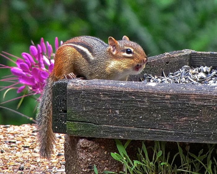 A tiny chipmunk is only up to about eight inches long (and that includes its tail), so it always has to be cautious of any predators that might be in the area. They still know, however, that they need to gather food for the winter.